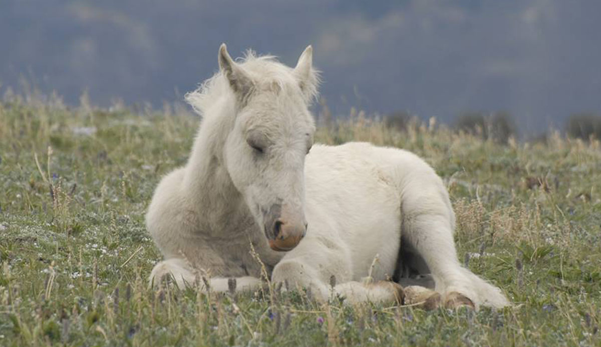 The Pryor Mountain Mustang.jpg